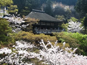 清水寺奧之院櫻花景