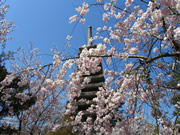 京都清水寺櫻花景