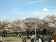 日本_京都_嵐山櫻花