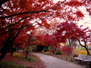 京都_梅小路公園楓葉紅葉