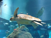 日本_大阪_海遊館海龜