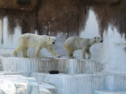 日本_大阪_天王寺動物園北極熊