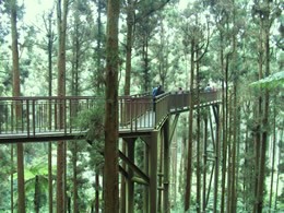 溪頭森林遊樂區空中走廊