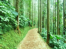 溪頭森林遊樂區木屑歩道
