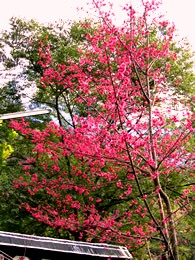 東埔溫泉櫻花
